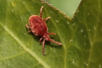 Un acarien (Arachnida - Prostigmata - Trombidiidae)